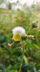 Sonchus oleraceus, commonly known as common sowthistle, smooth sow thistle, milk thistle.