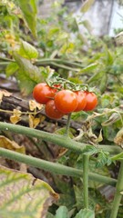 Juicy Ripe cherry  tomato plant growing in garden