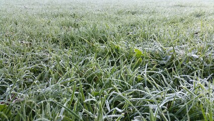 Morning dew froze on a green grass lawn and turned it into a white blanket