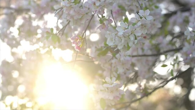 Bright backlit cherry apple flowering blossoms on tree branches in the spring