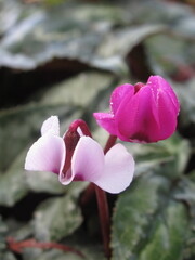 Zbliżenie na dwukolorowe kwiaty  rośliny z gatunku cyclamen © Kumulugma