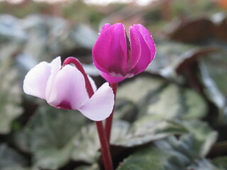 Zbliżenie na dwukolorowe kwiaty  rośliny z gatunku cyclamen © Kumulugma