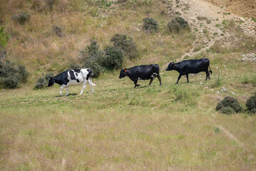 The cattle are walking down from the grass hill backing to their dairy farm that can be seen in farming landscapes along the journey in New Zealand.