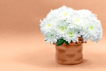Naklejka na ściany i meble Bouquet of white chrysanthemums in a ceramic vase on a blue background. Postcard for mother's day, for March 8. Beautiful chrysanthemum flowers. Place for an inscription.