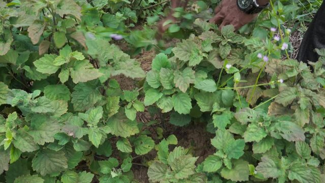 Farmers in Indonesia harvest patchouli leaves as the main ingredient for producing patchouli oil