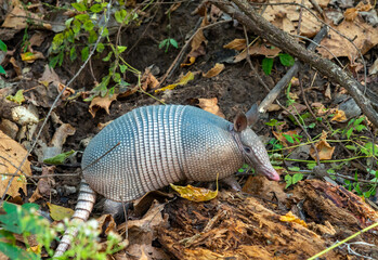 The seven-banded armadillo (Dasypus septemcinctus), animal rummages in a litter of fallen leaves in the forest, Louisiana, USA