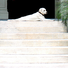 A white Labrador dog lies on top of a set of white, front steps to a house.