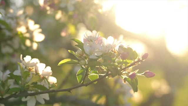 Beautiful spring tree blossom growing in sunlight on green tree branch, spring flowers in Illinois