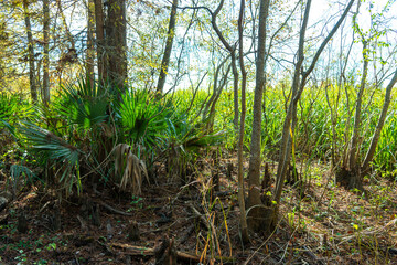 Serenoa repens, commonly known as saw palmetto, is a small palm, Louisiana