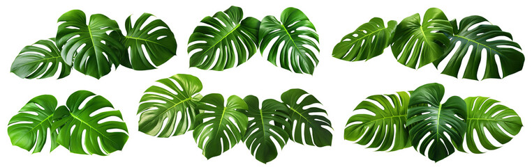 Set of green monstera leaves, cut out - obrazy, fototapety, plakaty
