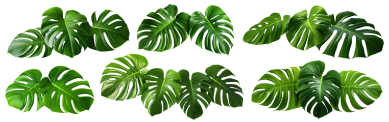 Set of green monstera leaves, cut out