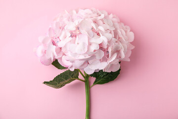 Beautiful hydrangea flower on pink background, top view