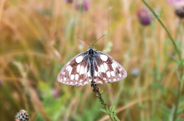 A checkerboard butterfly sits on a blue flowering thistle plant in the orchard meadows in Siebenbrunn near Augsburg, Germany