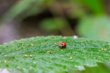 Close up of a ladybug sitting on a stinging nettle leaf with shallow depth of field