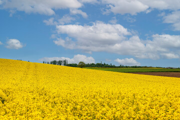 Fototapeta premium Yellow blooming rape field with blue sky in a gently hilly landscape in Schmuttertal near Augsburg