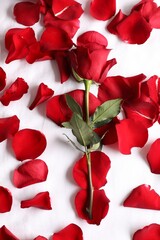 Honeymoon. Red rose and petals on bed, top view