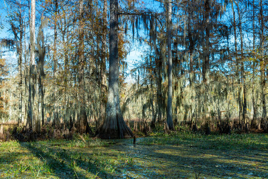Taxodium distichum (bald cypress, swamp cypress), trees with plank roots growing in marshy areas in Louisiana