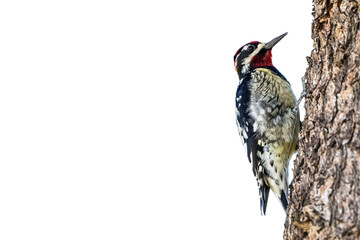 Red-naped Sapsucker (Sphyrapicus nuchalis) High Resolution Photo, on a transparent PNG Background - 748896289