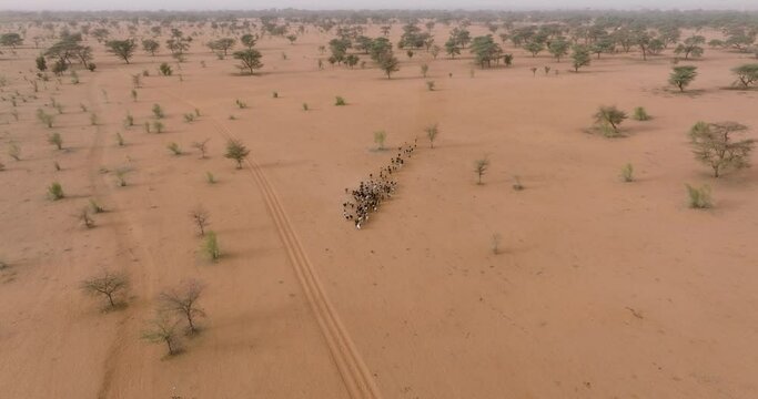 High aerial zoom in. Herd of goats in the barren landscape of the Sahel, Sahara Desert, Senegal. Drought, Climate Change, Desertification