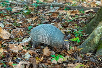 The seven-banded armadillo (Dasypus septemcinctus), animal rummages in a litter of fallen leaves in the forest, Louisiana