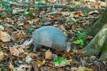 The seven-banded armadillo (Dasypus septemcinctus), animal rummages in a litter of fallen leaves in the forest, Louisiana