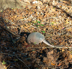 The seven-banded armadillo (Dasypus septemcinctus), animal rummages in a litter of fallen leaves in the forest, Louisiana