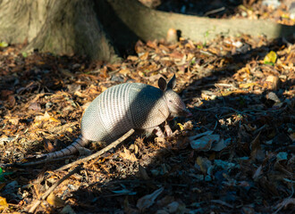 The seven-banded armadillo (Dasypus septemcinctus), animal rummages in a litter of fallen leaves in the forest, Louisiana