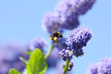 Bumble bee collecting pollen landing on lilac flower