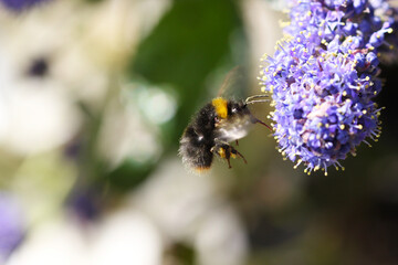 Bumble bee collecting pollen from lilac flower