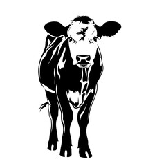 Cow Vector - obrazy, fototapety, plakaty