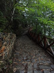 path in the forest
