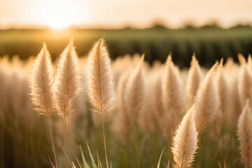 Shallow depth of field image of pampas grass