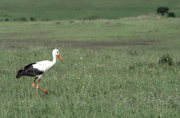 stork on the ground searching for food