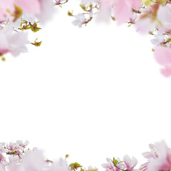Fototapeta na wymiar Beautiful fresh pink magnolia flowers borders isolated on white background