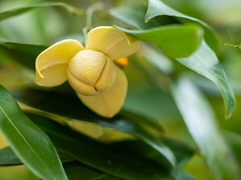 Lamduan flower, yellow flower on blurred background, Sisaket provincial flower, Thailand