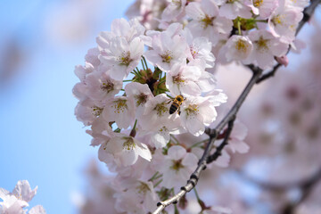Obraz premium View of a bee and cherry blossoms in spring