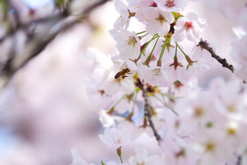 View of a bee and cherry blossoms in spring