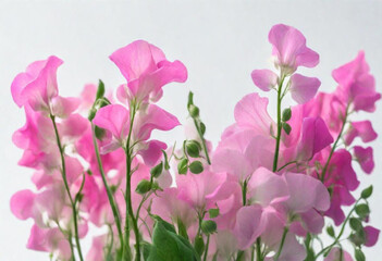 Pink oleander 