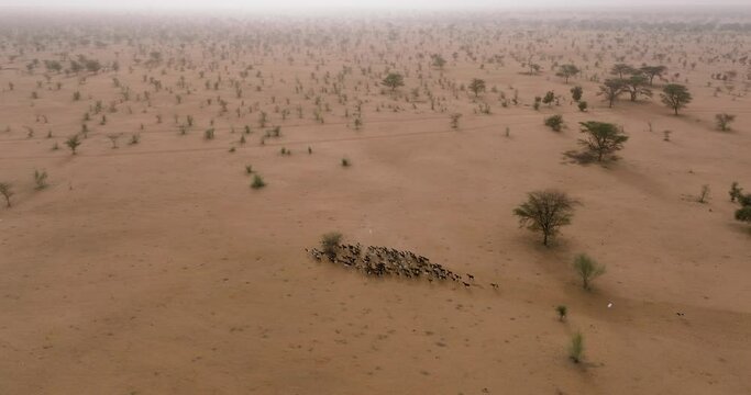Aerial panning. Herd of goats in the barren landscape of the Sahel, Sahara Desert, Senegal. Drought, Climate Change, Desertification