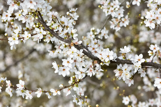 photos of flowering plum tree and plum flowers