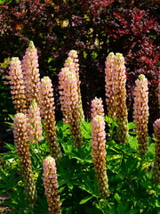 Beautiful lupin flowers in the garden.
