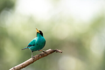 Green honeycreeper bird small in beautiful light calling and singing Costa Rica wildlife fauna 