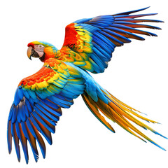Colorful flying parrot isolated on white. With clipping path
