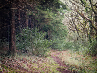 twisted trees in the wood at paddock cornwall england uk 