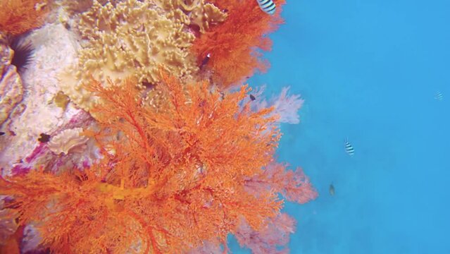 close up view of pink red gorgonian sea fan and finger leather corals growing on the rock boulders with scissortail sergeant and blue whitetail damsel fishes swimming around underwater in ocean day