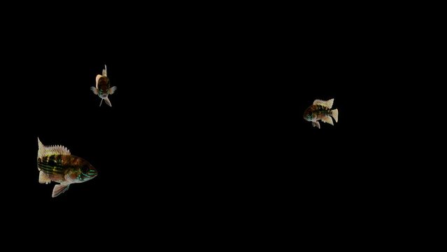 Three Andinoacara Rivulatus fish swimming on black background Video, Fish Animation, Fish Swim green Screen Video, 3D Animation, Underwater, Single and Group, Near camera, aquatic animals, 4K Footage