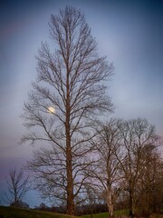 A tree with no leaves is silhouetted against a blue sky with a full moon
