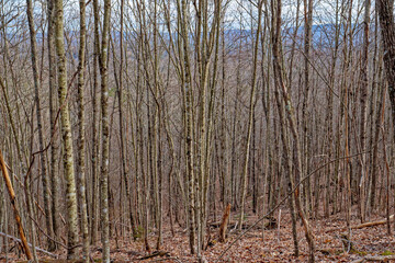 Bare trees in wintertime