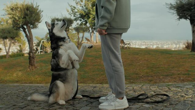 Cute Husky dog performing trick standing on behind paws playing with woman owner at autumn city park
