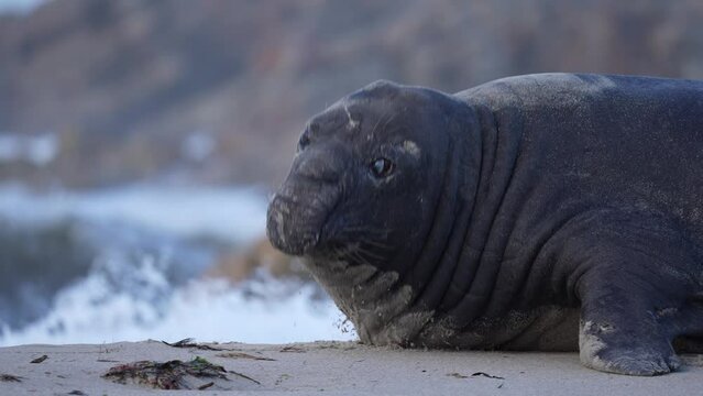 Rare sighting of a vagrant southern elephant seal (Mirounga leonina) in full moult on the Onrus beach near Hermanus, Whale Coast, Overberg, Western Cape, South Africa.